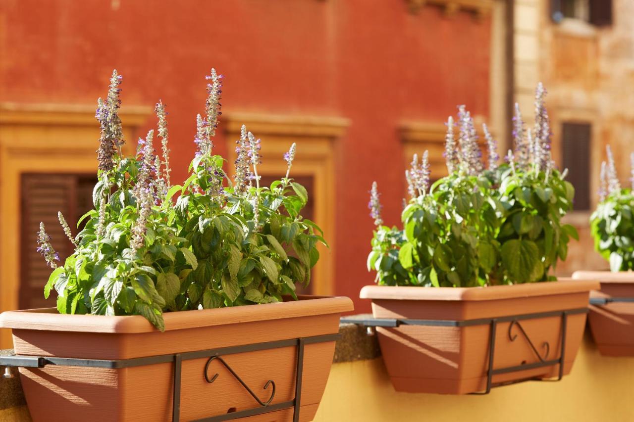 Single Room Terrace